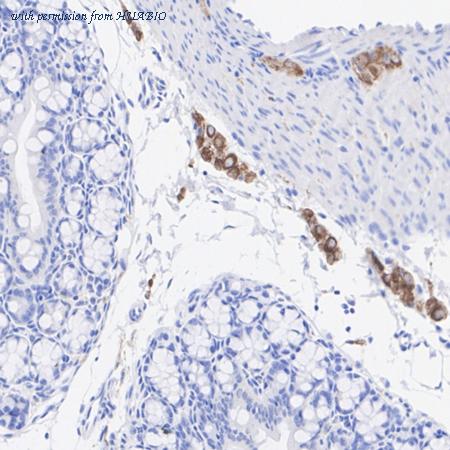 HUABIO HA601405 image 3