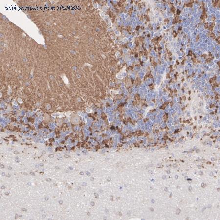 HUABIO HA601421 image 2