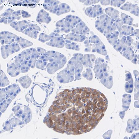 HUABIO HA601421 image 3