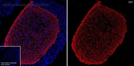 HUABIO HA601425 image 3