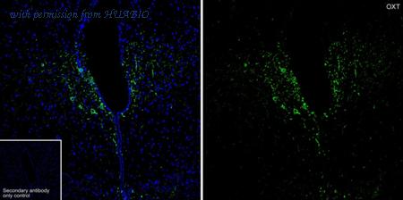 HUABIO HA601426 image 1