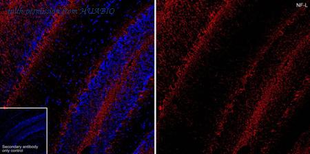 HUABIO HA601448 image 1