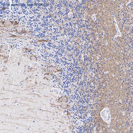 HUABIO HA601448 image 3