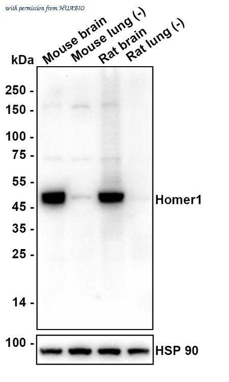 HUABIO HA601465 image 2