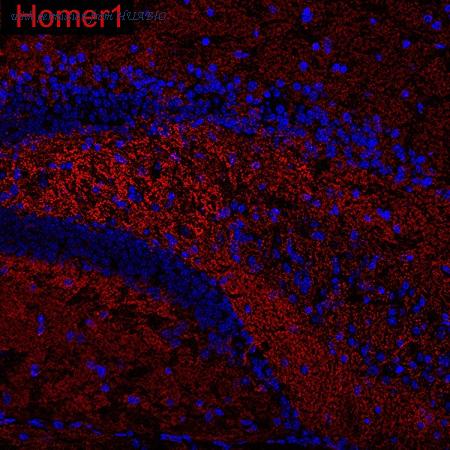 HUABIO HA601466 image 1