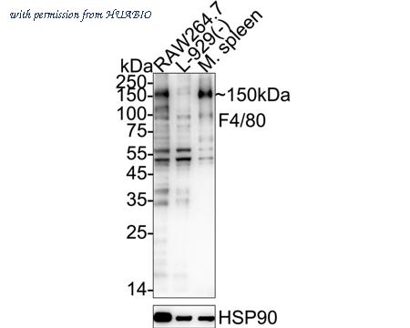 HUABIO HA601537 image 1