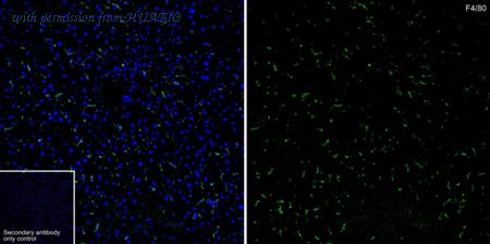 HUABIO HA601538 image 2