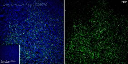 HUABIO HA601538 image 3