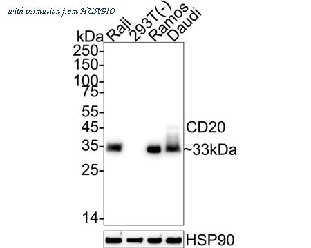 HUABIO HA601544 image 1