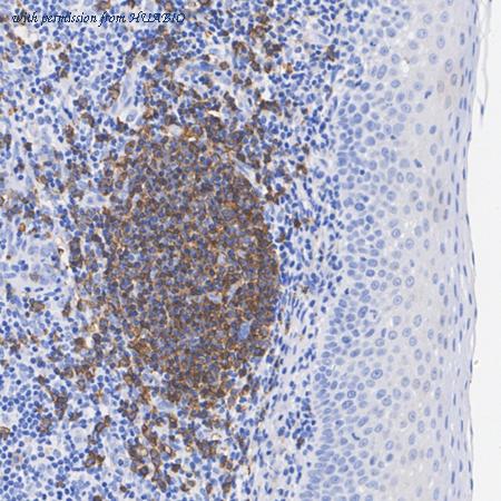 HUABIO HA601544 image 2