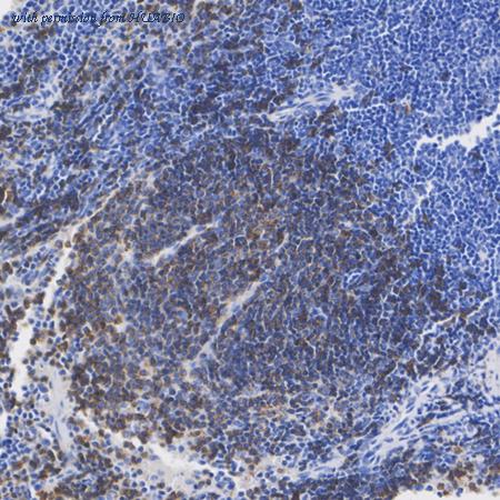 HUABIO HA601544 image 3