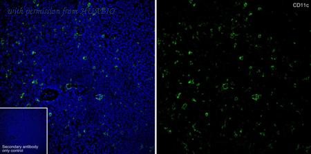 HUABIO HA601545 image 1