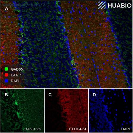 HUABIO HA610232 image 1