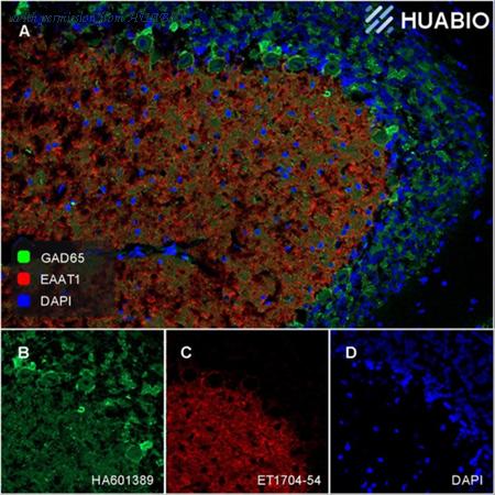 HUABIO HA610232 image 2
