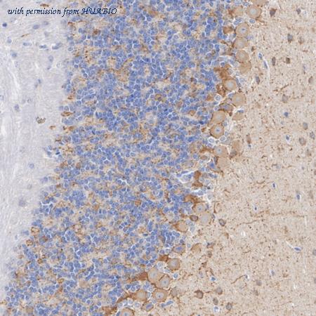 HUABIO HA610232 image 3