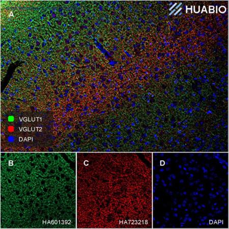 HUABIO HA610234 image 2