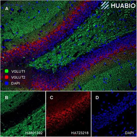 HUABIO HA610234 image 3