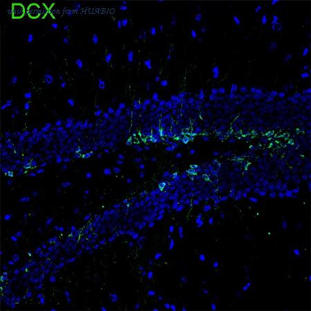 HUABIO HA610238 image 1