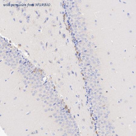 HUABIO HA610238 image 2