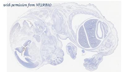 HUABIO HA610239 image 2