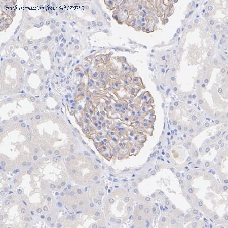 HUABIO HA610242 image 3