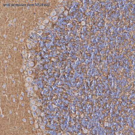 HUABIO HA610243 image 2