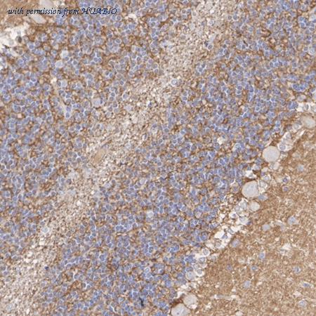 HUABIO HA610243 image 3