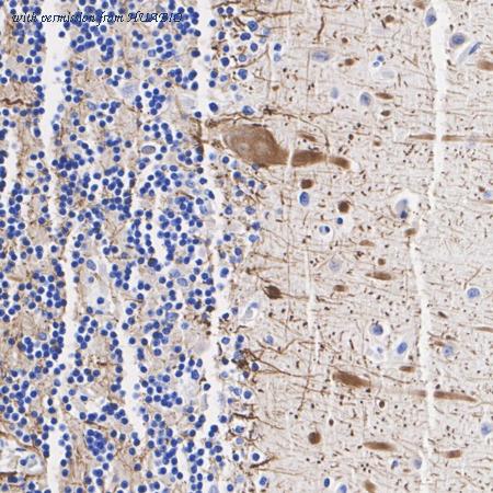 HUABIO HA610278 image 3