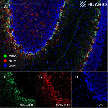 HUABIO HA610279 image 2
