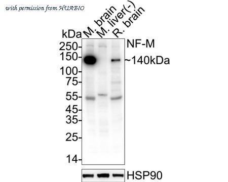 HUABIO HA610279 image 3