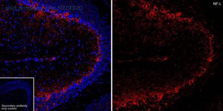 HUABIO HA610282 image 2