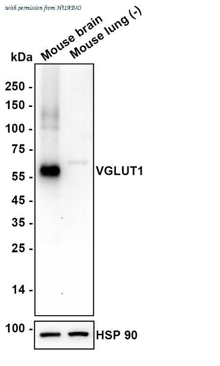 HUABIO HA610283 image 3