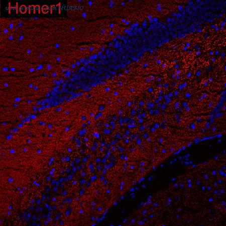 HUABIO HA610299 image 1