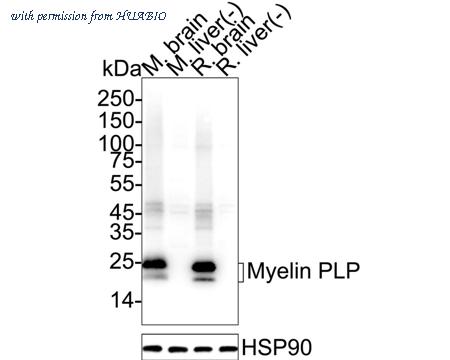 HUABIO HA610303 image 2