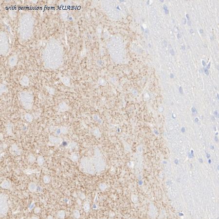 HUABIO HA610311 image 3