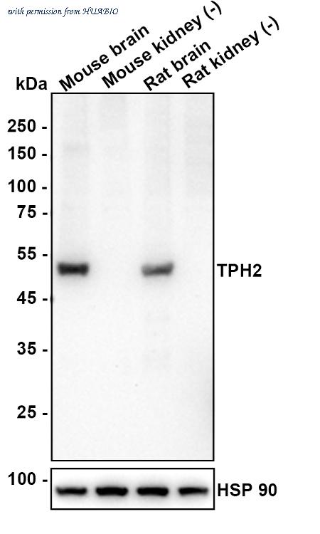 HUABIO HA610322 image 2