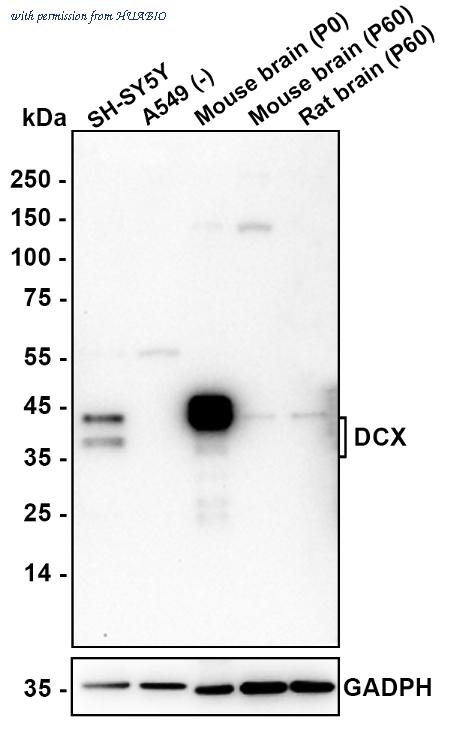 HUABIO HA610325 image 2