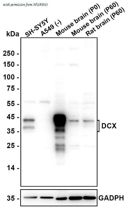 HUABIO HA610326 image 2