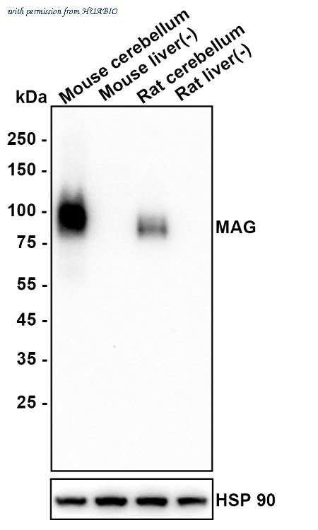 HUABIO HA610340 image 2