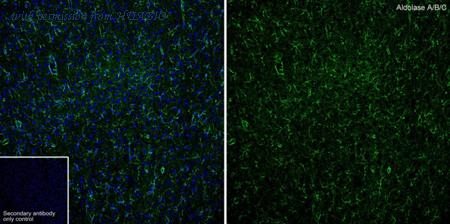 HUABIO HA610342 image 1