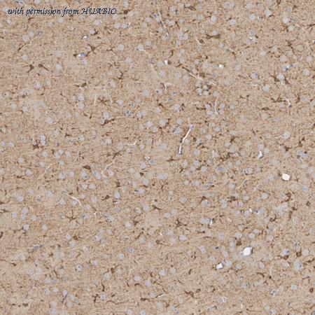 HUABIO HA610342 image 3