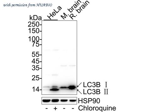 HUABIO HA610352 image 1