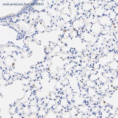 HUABIO HA610356 image 3