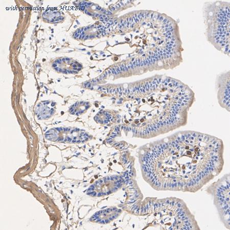 HUABIO HA610362 image 3