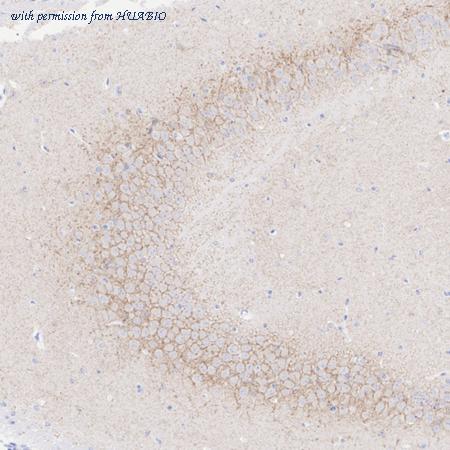 HUABIO HA723292 image 3