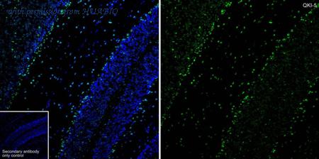 HUABIO HA723587 image 1