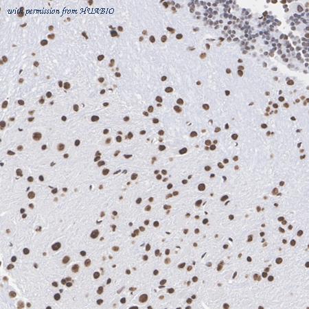 HUABIO HA723587 image 2