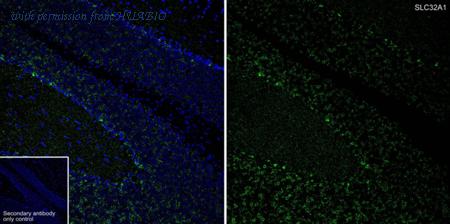 HUABIO HA751397 image 1