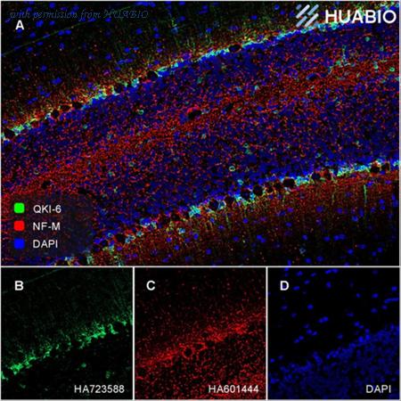 HUABIO HA751497 image 2