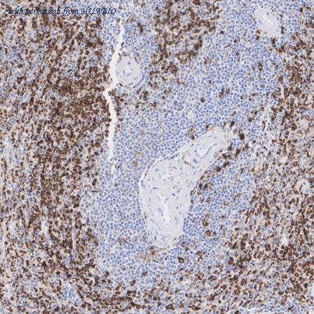 HUABIO HA751544 image 3